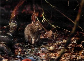 Охота и фотоохота на зайца